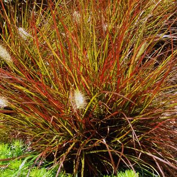 Pennisetum alopecuroides 'Burgundy Bunny'