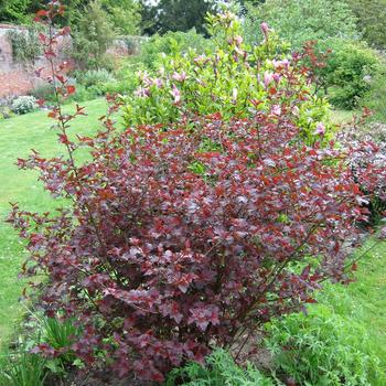 Physocarpus opulifolius 'Lady In Red'