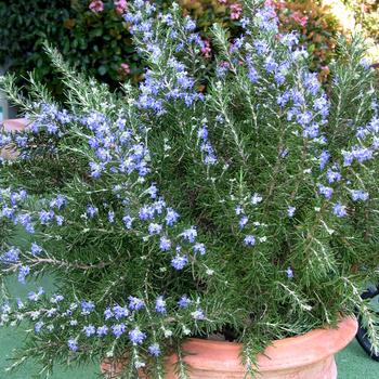 Rosmarinus officinalis 'Roman Beauty'