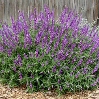 Salvia leucantha 'Santa Barbara' 