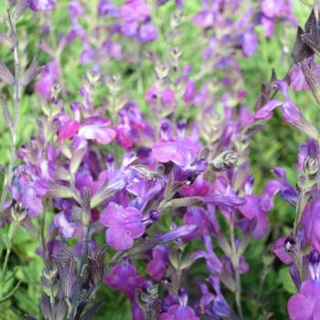 Salvia greggii 'Ultra Violet'