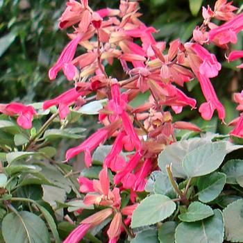 Salvia 'Wendy's Wish' PP 21889