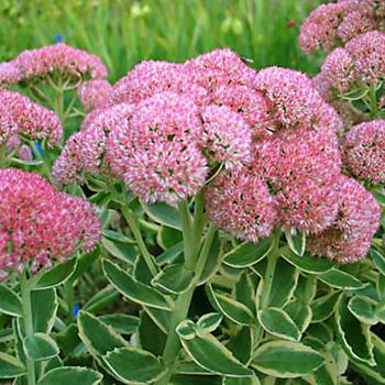 Sedum spectabile 'Elsie's Gold'