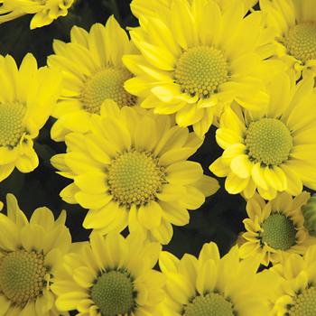 Chrysanthemum indicum 'Lucienne™ Yellow' 