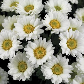 Chrysanthemum indicum 'Sylvie™ White'