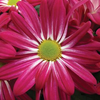 Chrysanthemum indicum 'Apple Valley™ Pink Bicolor'