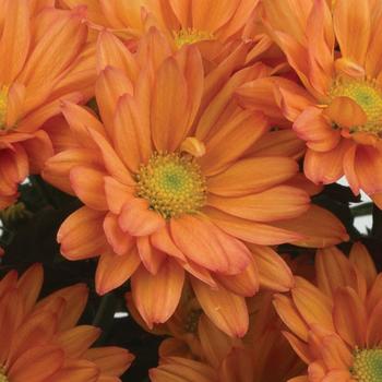 Chrysanthemum indicum 'Auburn™ Orange' 