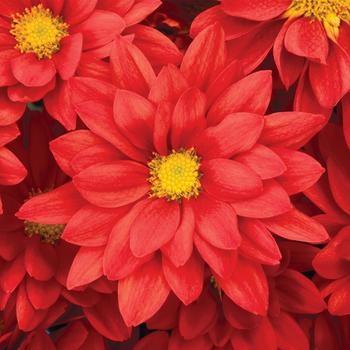 Chrysanthemum indicum 'Auburn™ Red' 