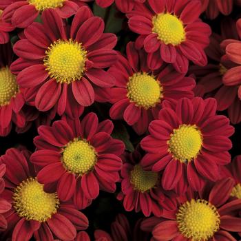 Chrysanthemum indicum 'Chantal™ Hot Red' 