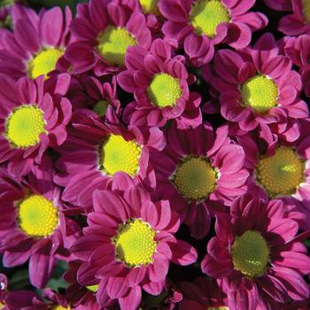 Chrysanthemum indicum 'Fifi™ Hot Pink'