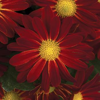 Chrysanthemum indicum 'Baton Rouge™ Red Bicolor'