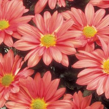 Chrysanthemum indicum 'Blush™ Apricot' 