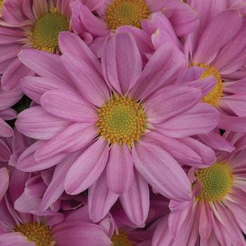 Chrysanthemum indicum 'Blush™ Dark Pink' 
