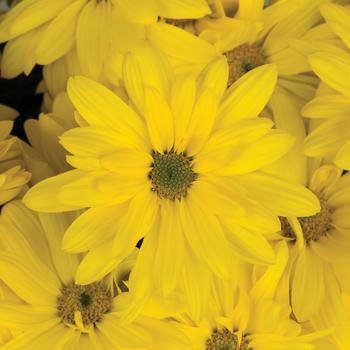 Chrysanthemum indicum 'Blush™ Sunny'