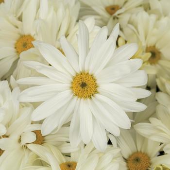 Chrysanthemum indicum 'Blush™ White' 