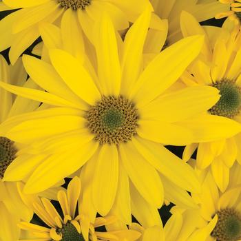Chrysanthemum indicum 'Brighton™ Yellow' 