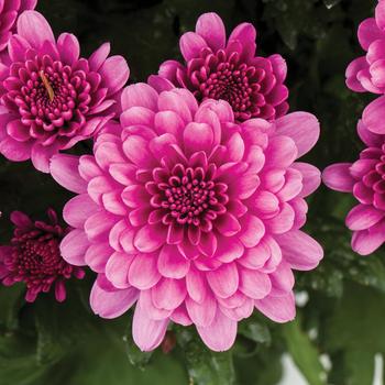 Chrysanthemum indicum 'Chatham™ Dark Pink' 