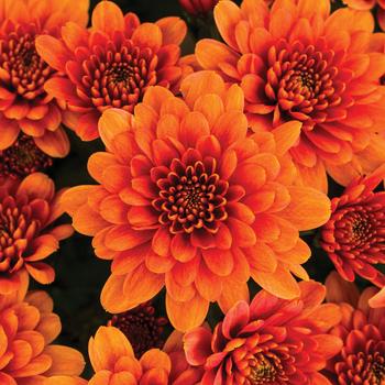 Chrysanthemum indicum 'Chatham™ Orange'