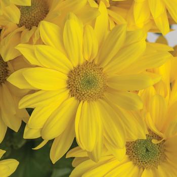 Chrysanthemum indicum 'Chesapeake™ Yellow'