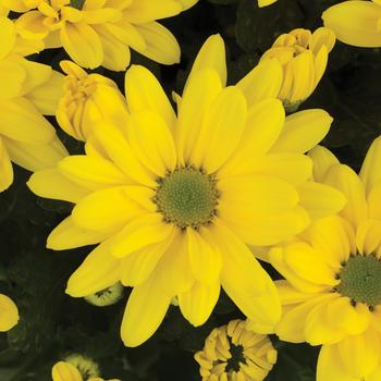Chrysanthemum indicum 'Chowchilla™ Yellow' 