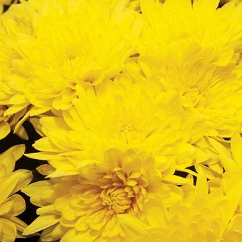 Chrysanthemum indicum 'Covington™ Yellow' 