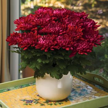 Chrysanthemum indicum 'Delano™ Purple' 