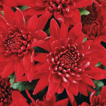 Chrysanthemum indicum 'Delano™ Red' 