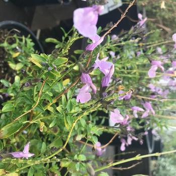 Salvia greggii 'Purple Pastel' 