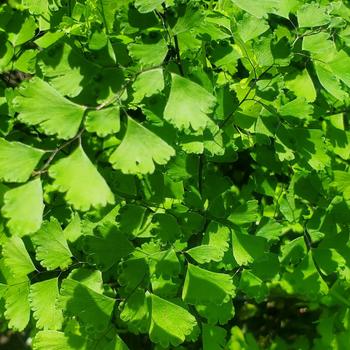 Adiantum capillus-veneris 'Banksianum' 