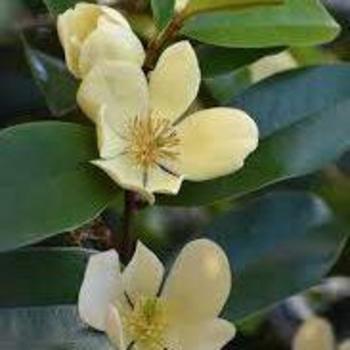 Magnolia 'Serendipity' 