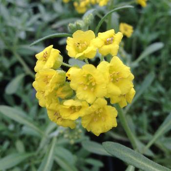 Alyssum montanum 'Mountain Gold (Berggold)' 