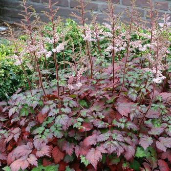 Astilbe arendsii Color Flash® 'Beauty of Ernst'