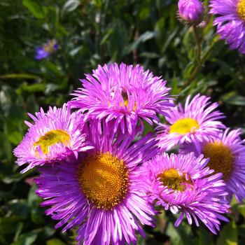 Erigeron 'Rosa Juwel'