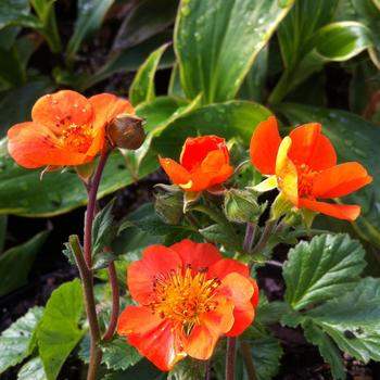 Geum coccineum 'Cooky'