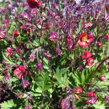 Geum 'Flames of Passion'