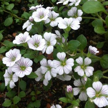 Gypsophila cerastioides 