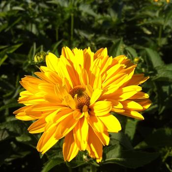 Heliopsis helianthoides var. scabra 'Summer Sun (Sommersonne)'