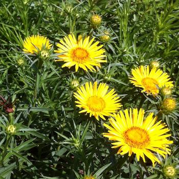 Inula ensifolia