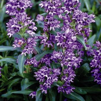 Penstemon virgatus 'Blue Buckle' 