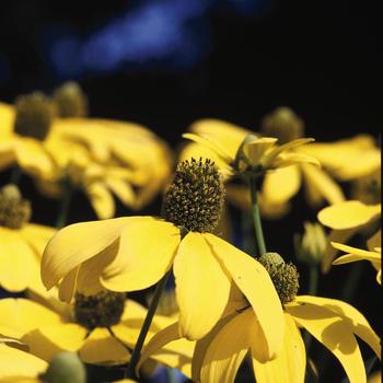 Rudbeckia laciniata 'Herbstonne'