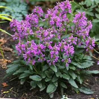 Stachys spathulata