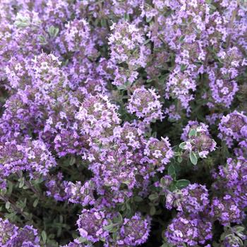 Thymus x citrodorus 'Argenteus' 