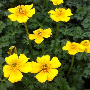 Trollius pumilus