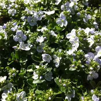 Veronica repens