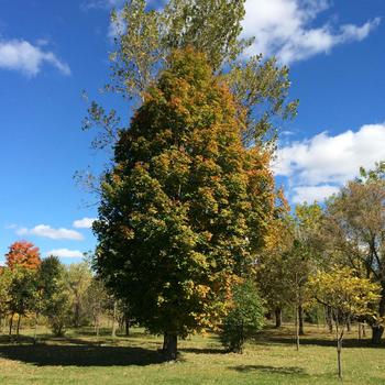 Acer saccharum 'Columnare'