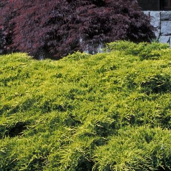 Juniperus chinensis 'Aurea Improved' 