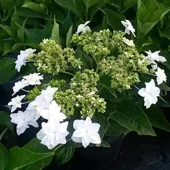 Hydrangea macrophylla 'Fireworks' 