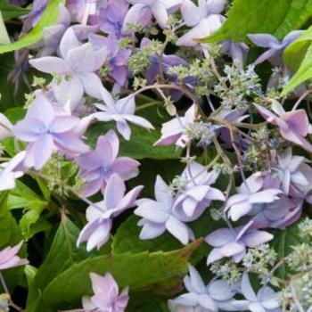 Hydrangea serrata 'Mikata Yae' 