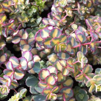 Sedum sieboldii 'Mediovariegatum'