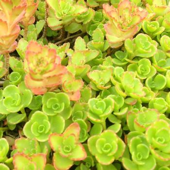 Sedum spurium 'Roseum'